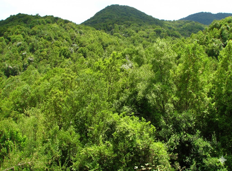 melifero